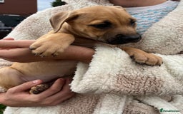 Staffordshire Bull Terrier dogs for sale: Beautiful Staffy pups - Image 4