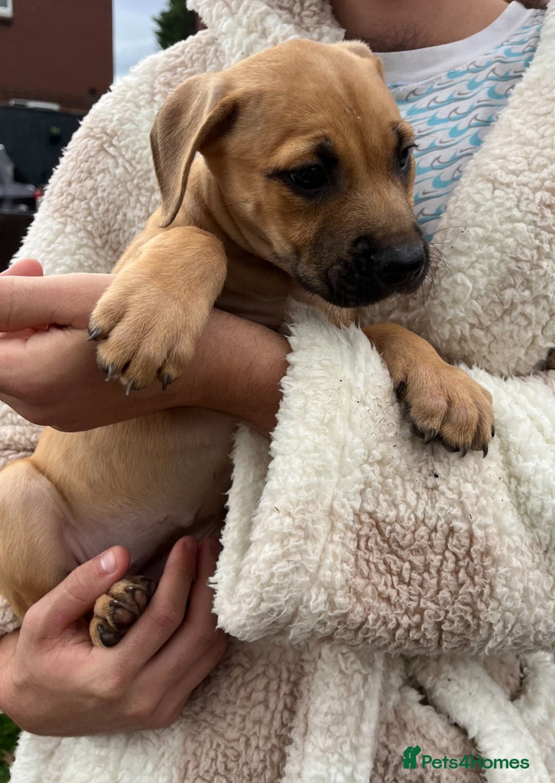 Staffordshire Bull Terrier dogs for sale: Beautiful Staffy pups - Image 4