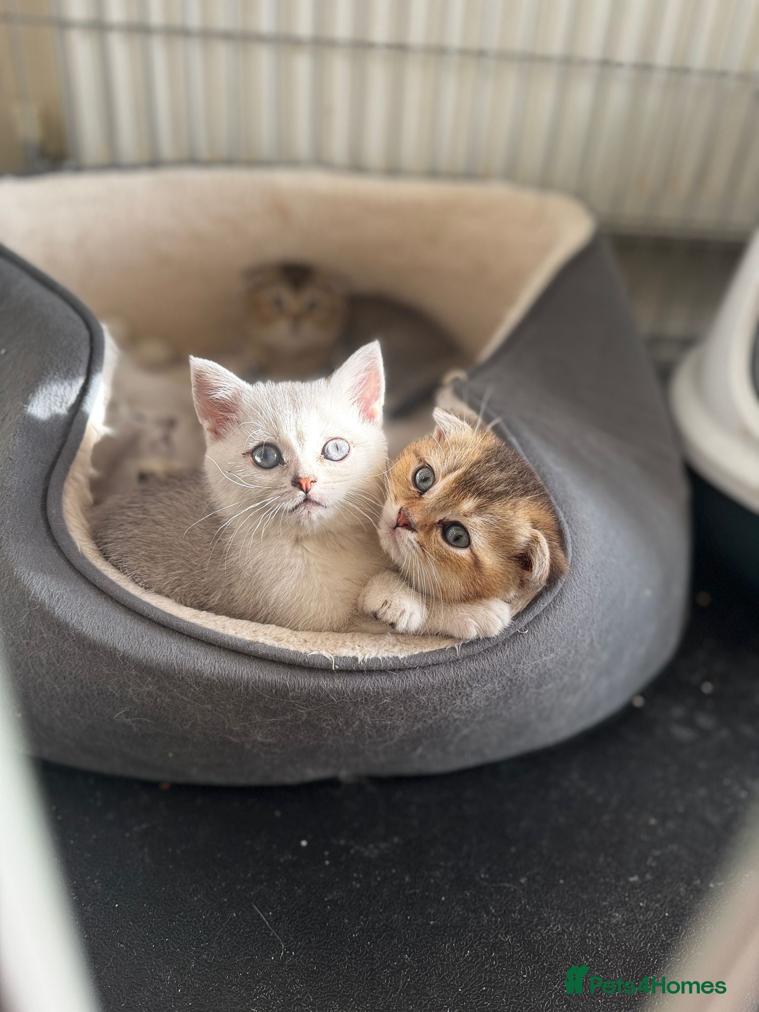 British Shorthair cats Beautiful kittens  - Advert 6