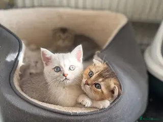 British Shorthair cats Beautiful kittens - Advert 6