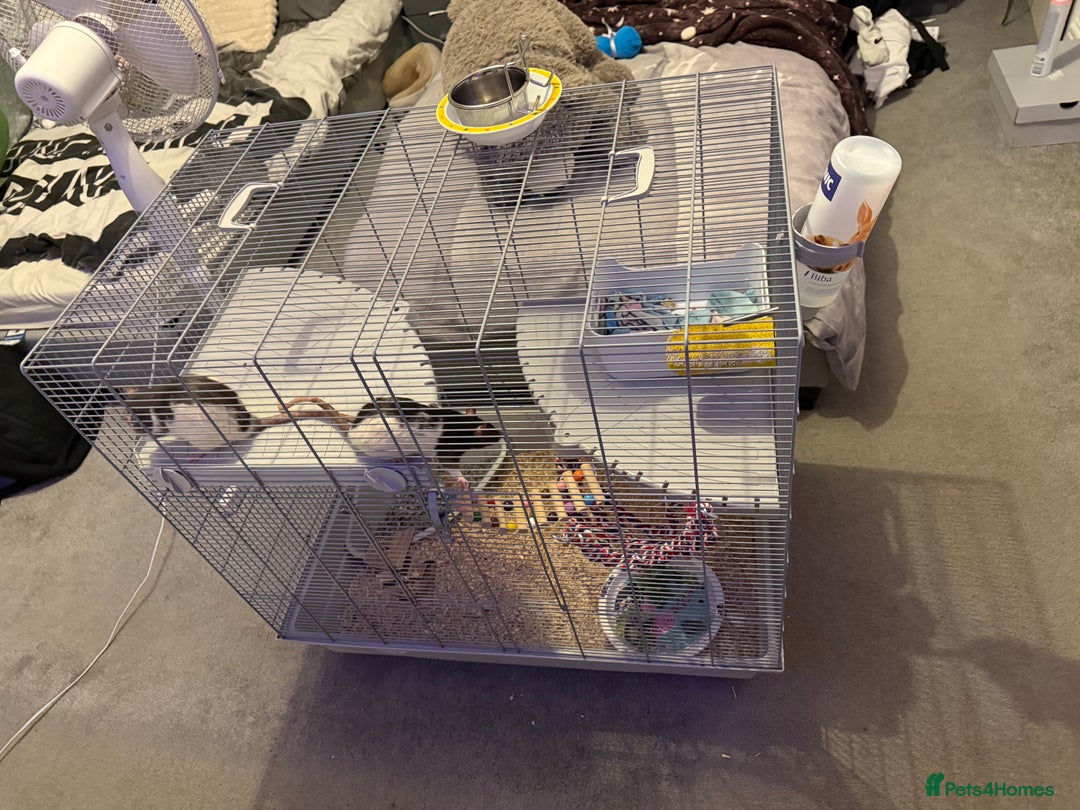 Rat rodents for sale: Female Rats x2 - Image 3