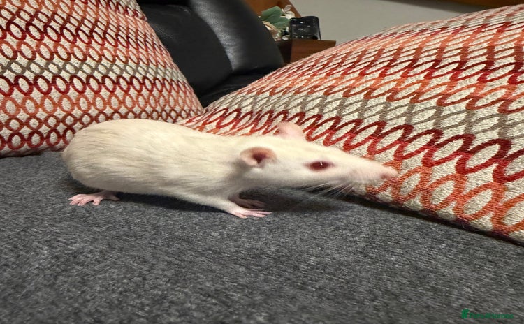 Rat rodents - Advert 1