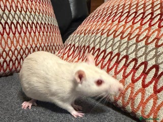 Rat rodents - Advert 9