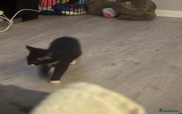 Mixed Breed cats for sale: Stunning wee kittens ready to go now  - Image 6