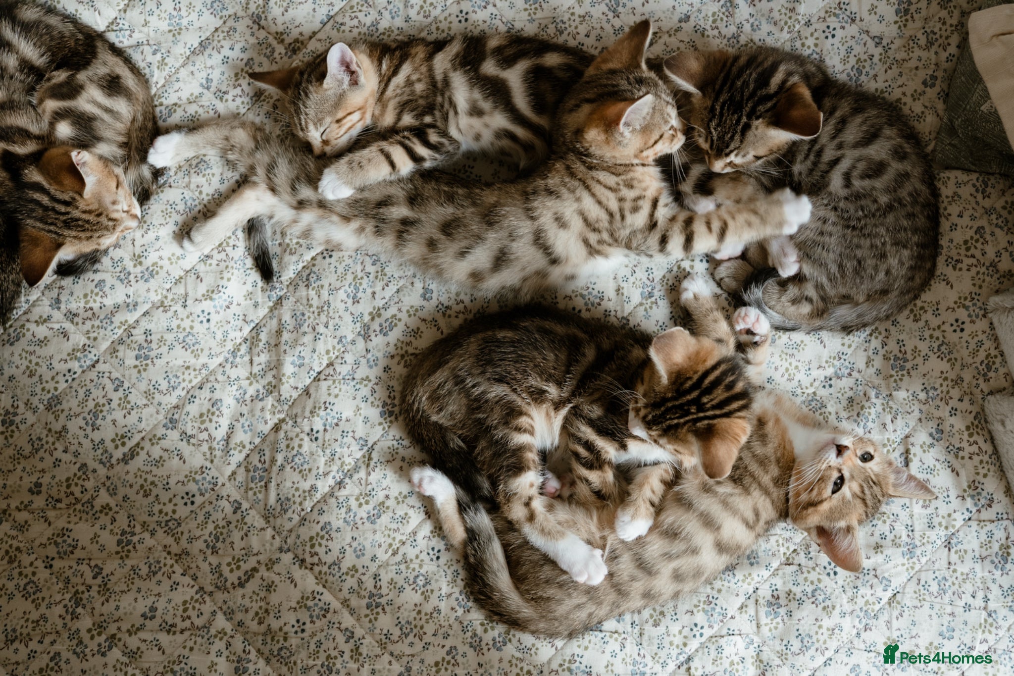 Mixed Breed cats Half Bengal Kittens £150-200 - Advert 1