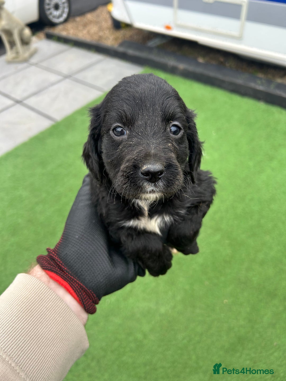 Mixed Breed dogs for sale: 7 beautiful Labrador x cockapoo pups  - Image 9