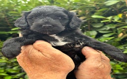 Cockapoo dogs for sale: DNA clear / Licensed Breeder for peace of mind  - Image 6