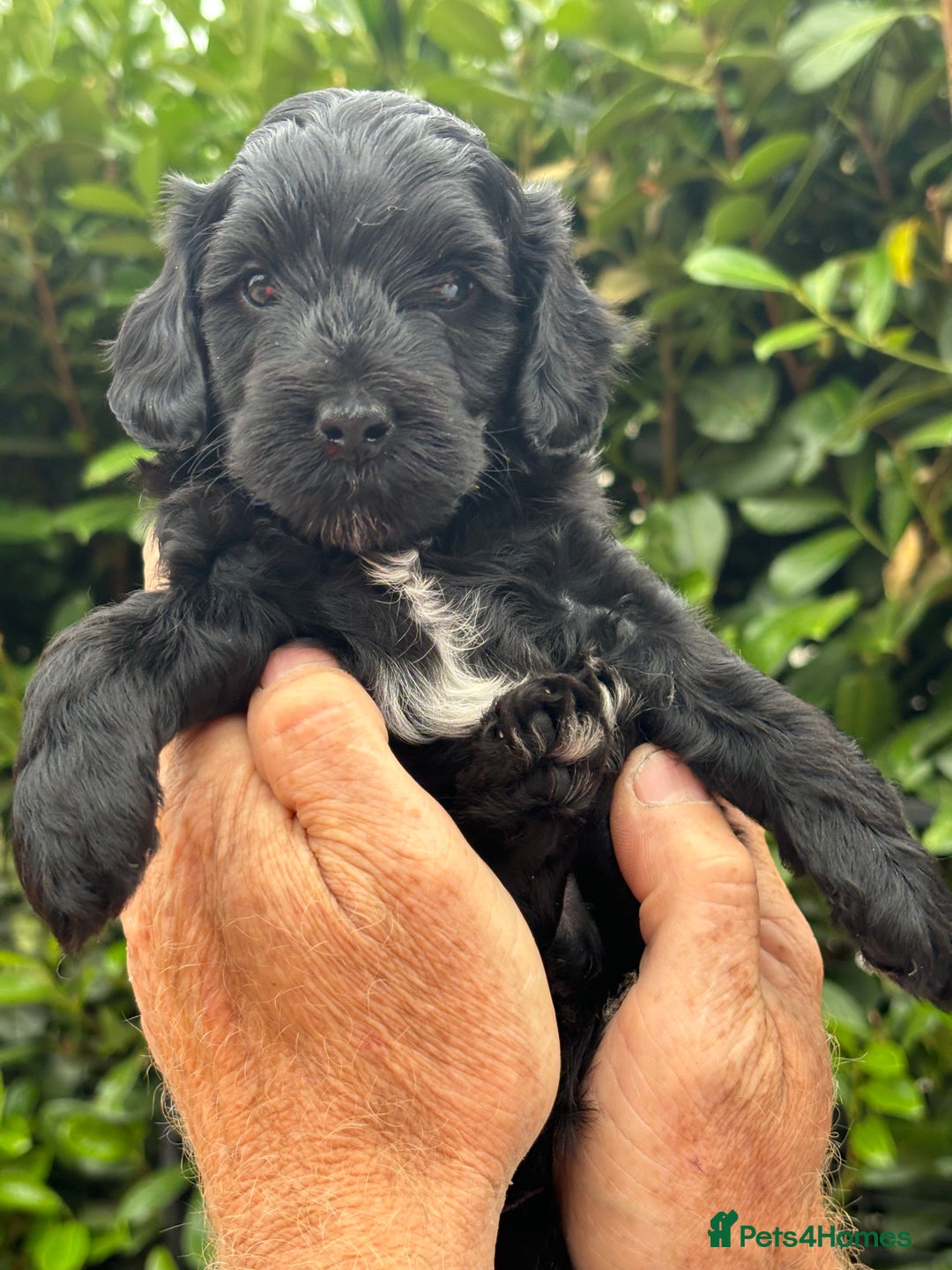 Cockapoo dogs for sale: DNA clear / Licensed Breeder for peace of mind  - Image 6