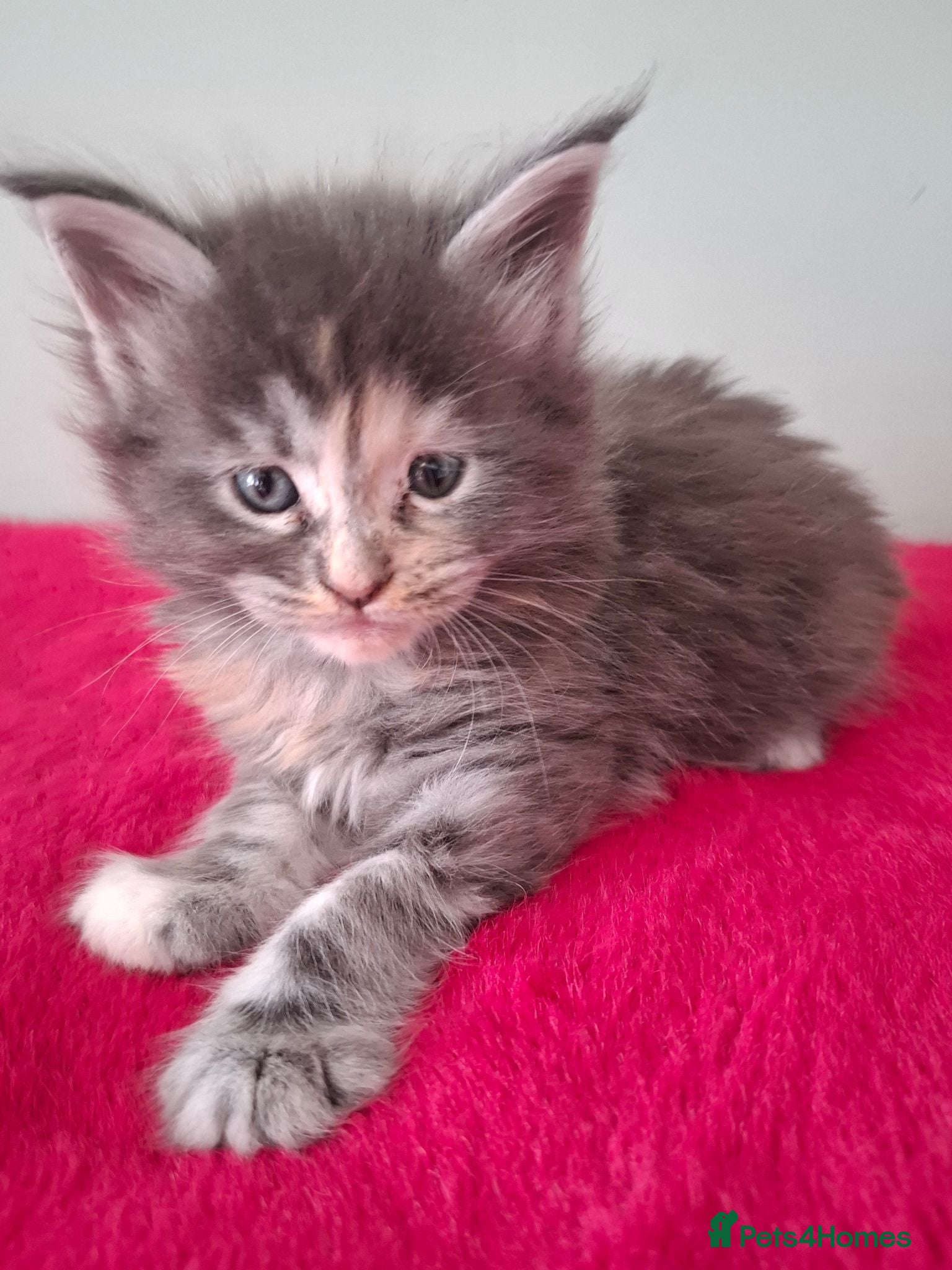 Maine Coon cats Tica registered Maine coon kittens - Advert 1