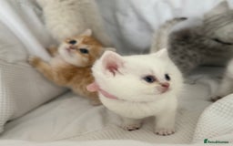 British Shorthair cats for sale: Stunning silver tipped GCCF kitten - Image 5