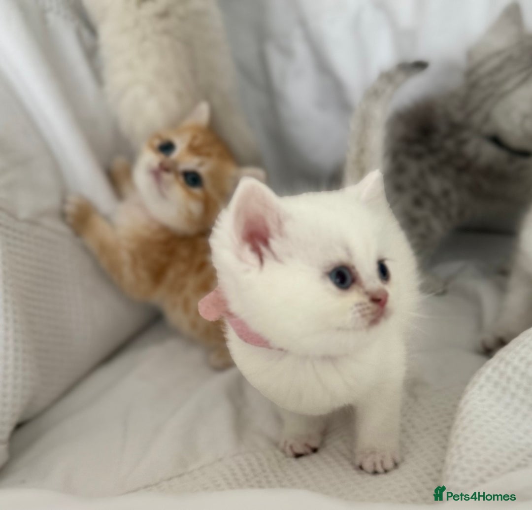 British Shorthair cats for sale: Stunning silver tipped GCCF kitten - Image 5