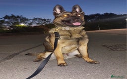 Belgian Shepherd Dog dogs for sale: Stunning Belgian Mali Pups - Image 9