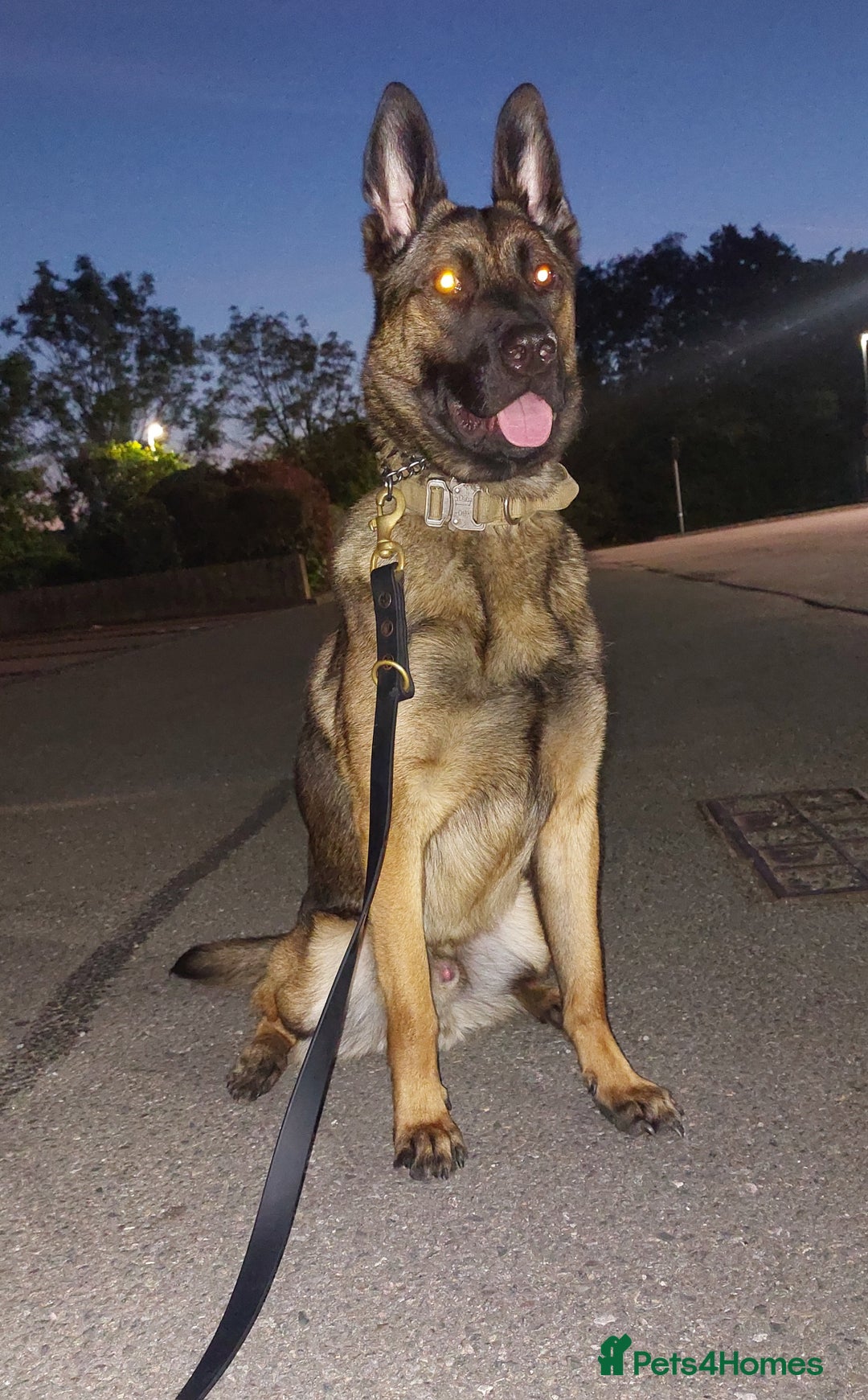 Belgian Shepherd Dog dogs for sale: Stunning Belgian Mali Pups - Image 9