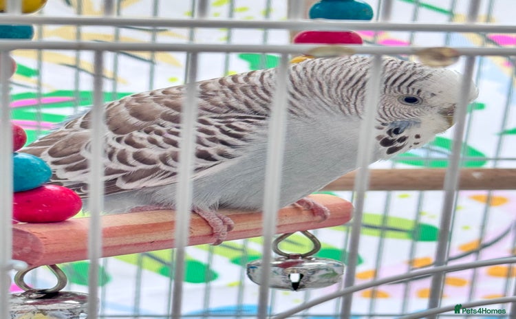 Budgerigars birds - Advert 2
