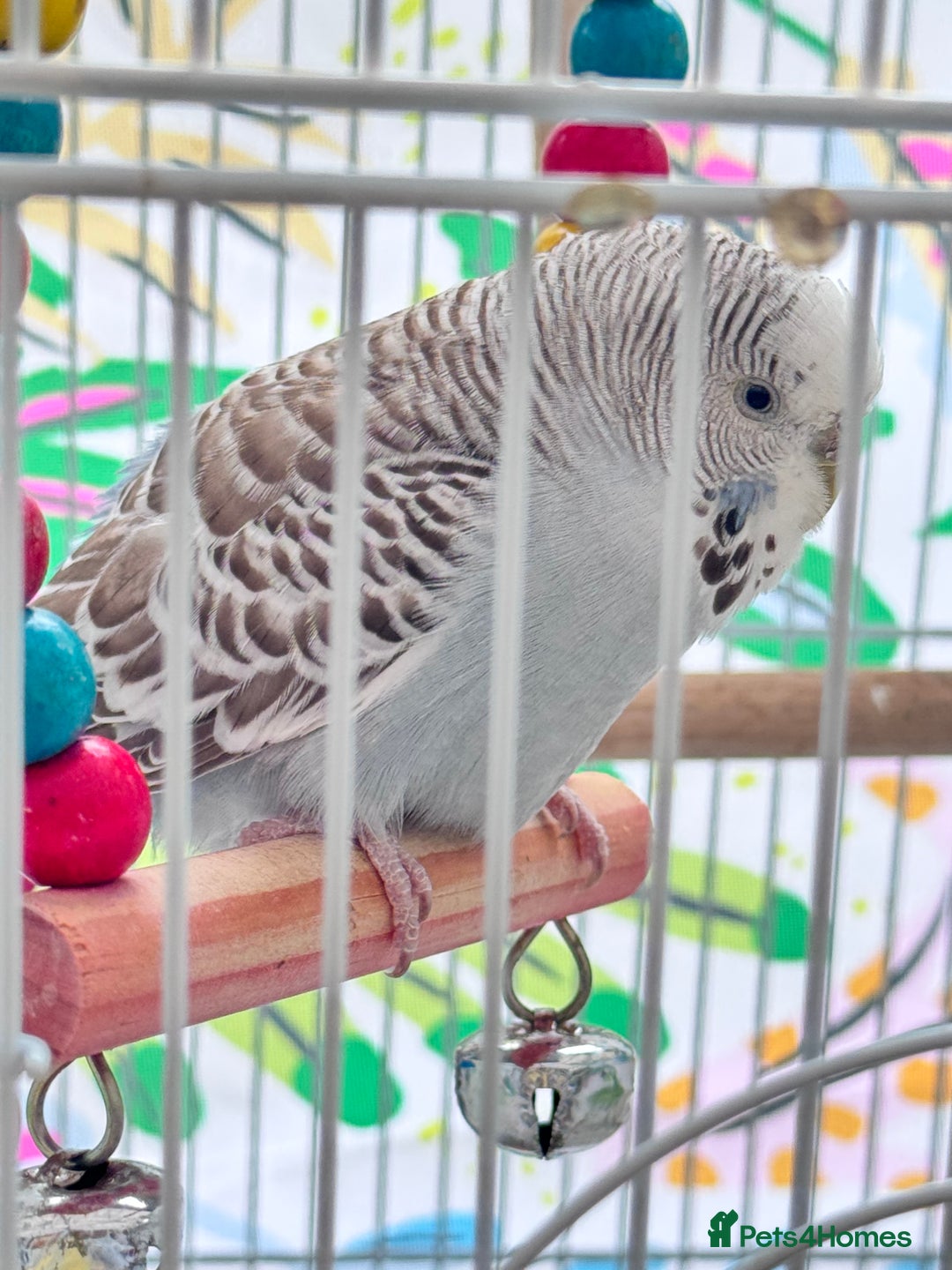 Budgerigars birds for sale: Budgies - Image 1