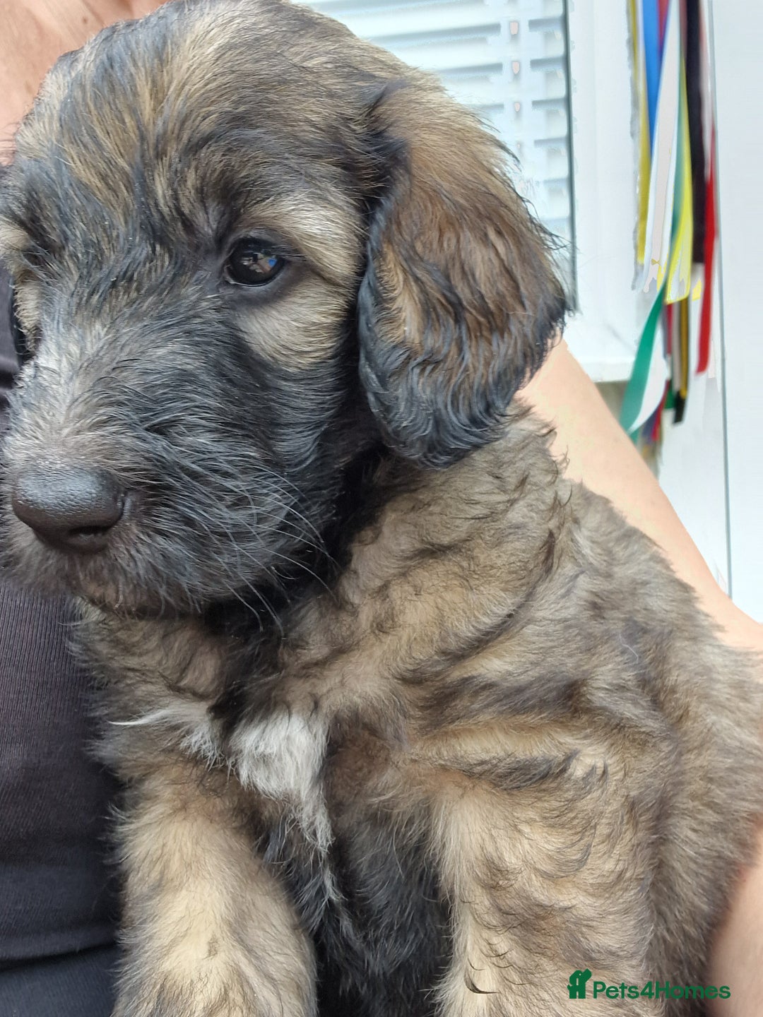 Goldendoodle dogs for sale: MultiGen Goldendoodles  - Image 2