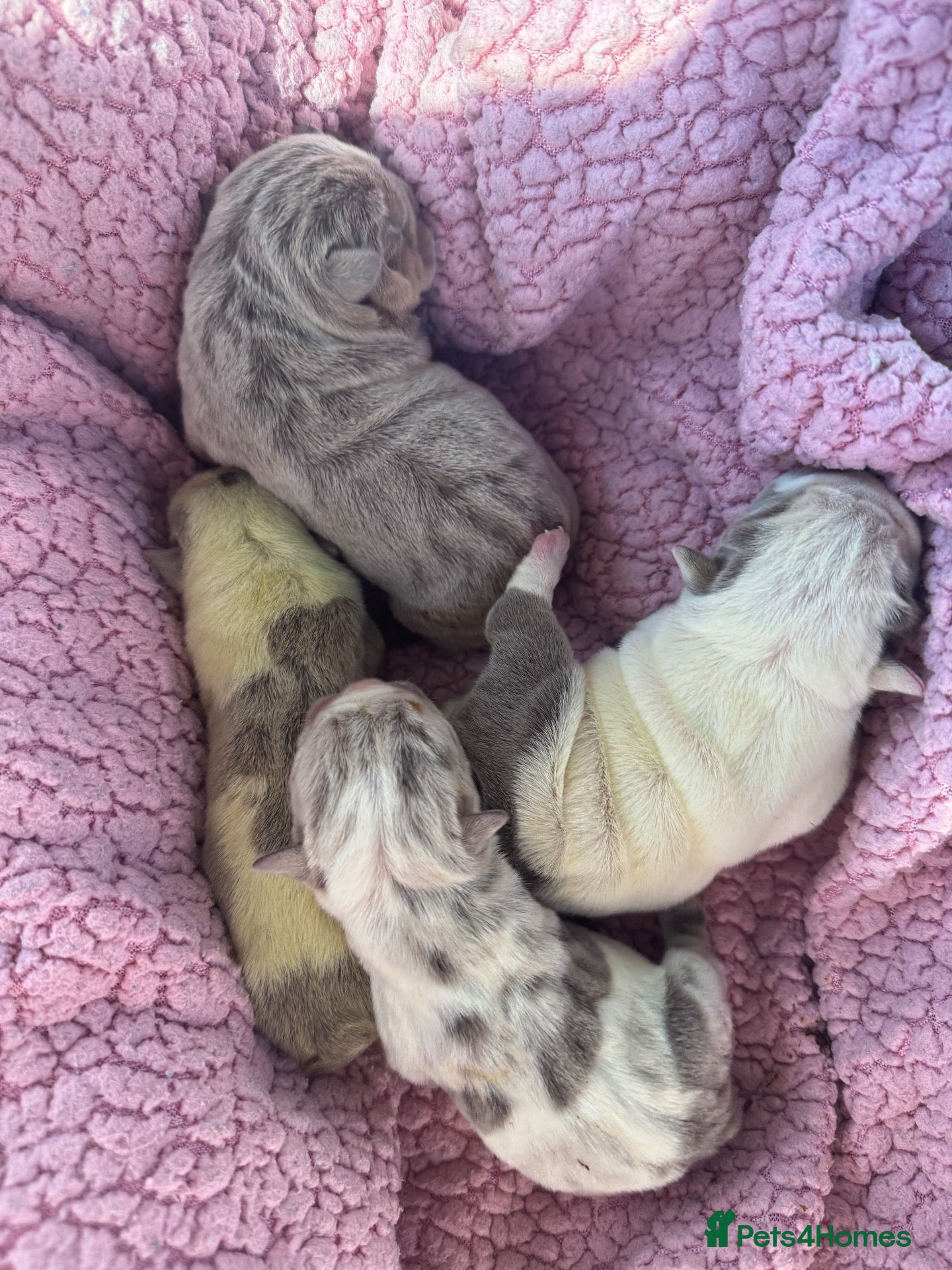 English Bulldog dogs English bulldog puppies  - Advert 1