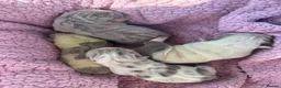 English Bulldog dogs for sale: English bulldog puppies  - Advert 1