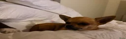 Chihuahua dogs for sale: Full chihuahua Milly 💖 - Advert 3