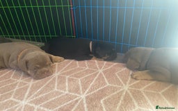 English Bulldog dogs for sale: Outstanding English, bulldog puppies - Image 5
