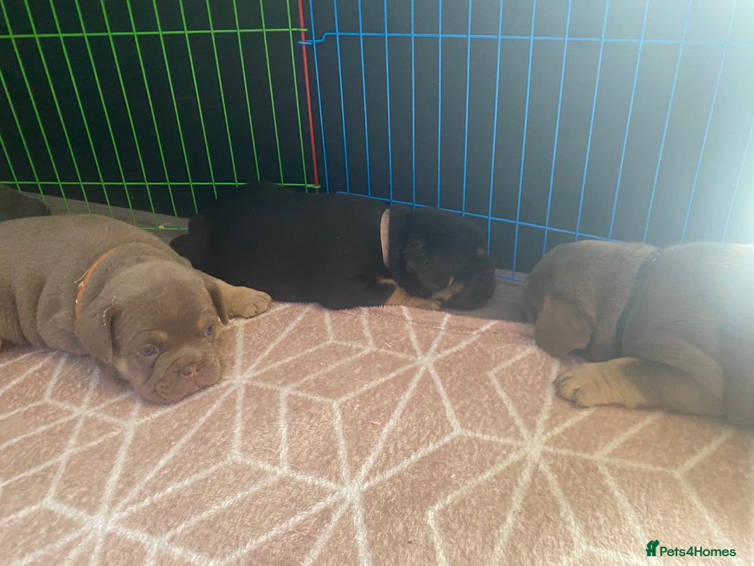 English Bulldog dogs for sale: Outstanding English, bulldog puppies - Image 5