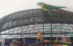 Conures birds for sale: Stunning Tame Conure - Image 4