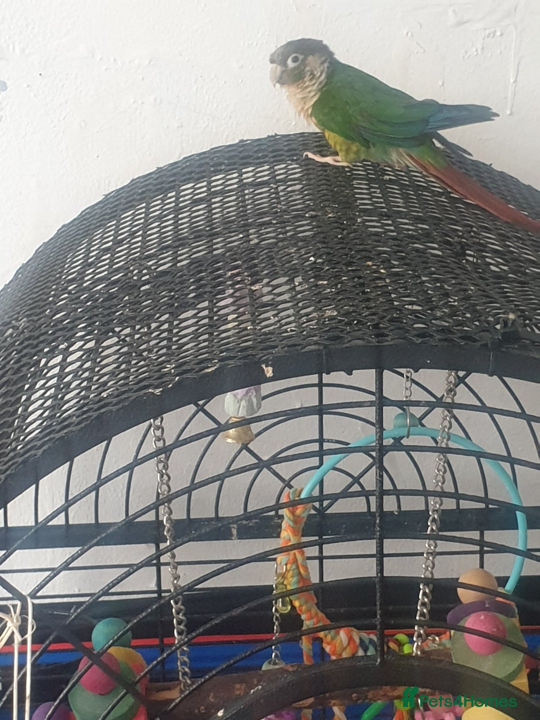 Conures birds for sale: Stunning Tame Conure - Image 4
