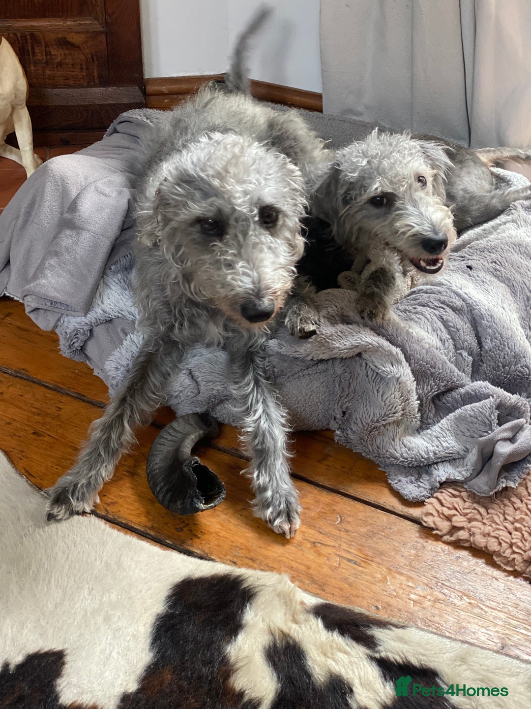 Bedlington Terrier dogs for stud: 3/4 Bedlington 1/4 Whippet Stunning boy for stud - Advert 13