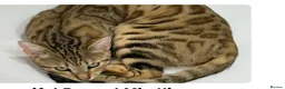 Mixed Breed cats for sale: Bengal Cross Kitten in Northampton - Advert 9