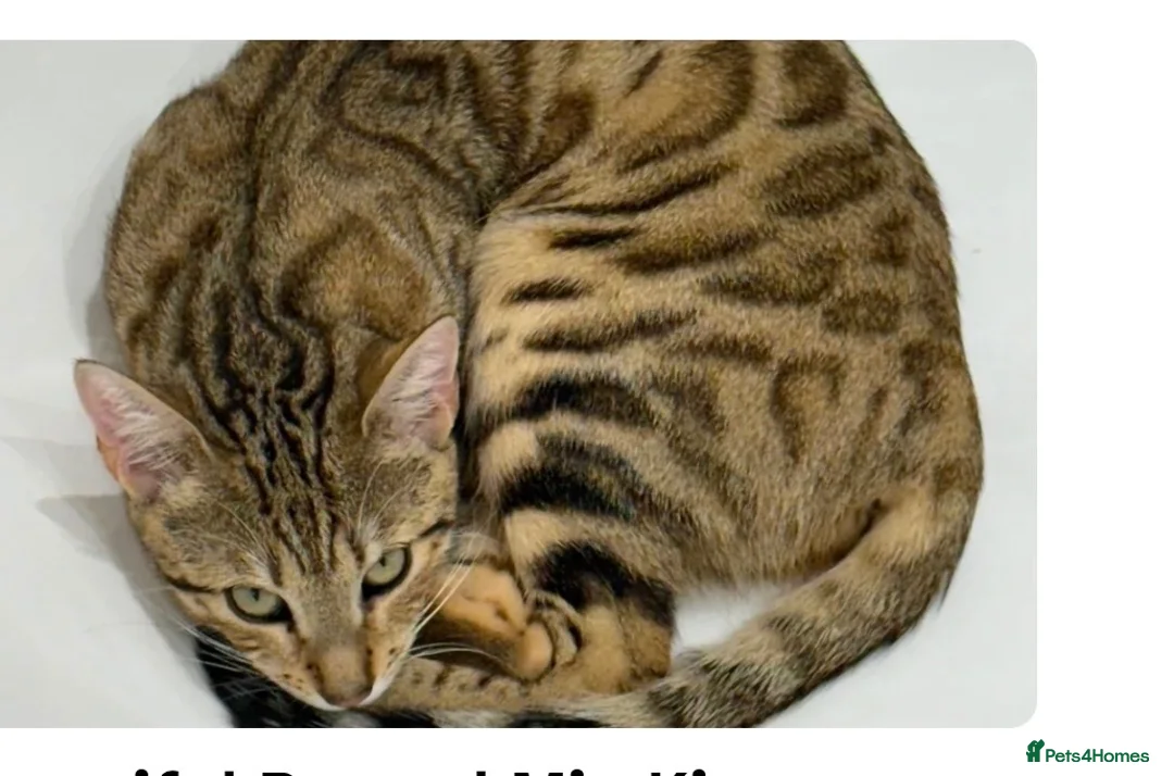Mixed Breed cats for sale: Bengal Cross Kitten in Northampton - Advert 9