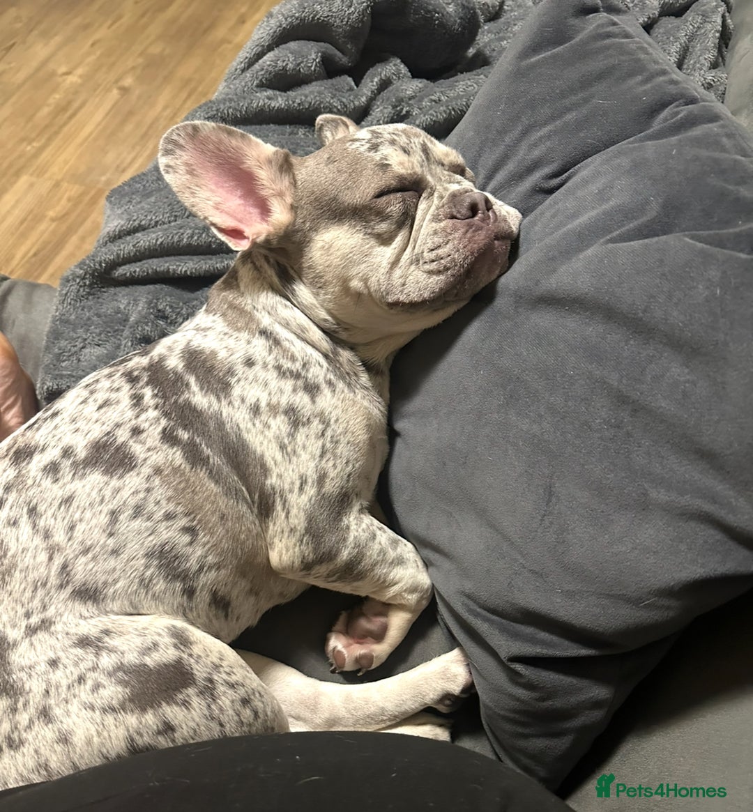 French Bulldog dogs for sale: Merle French bulldog  - Advert 3