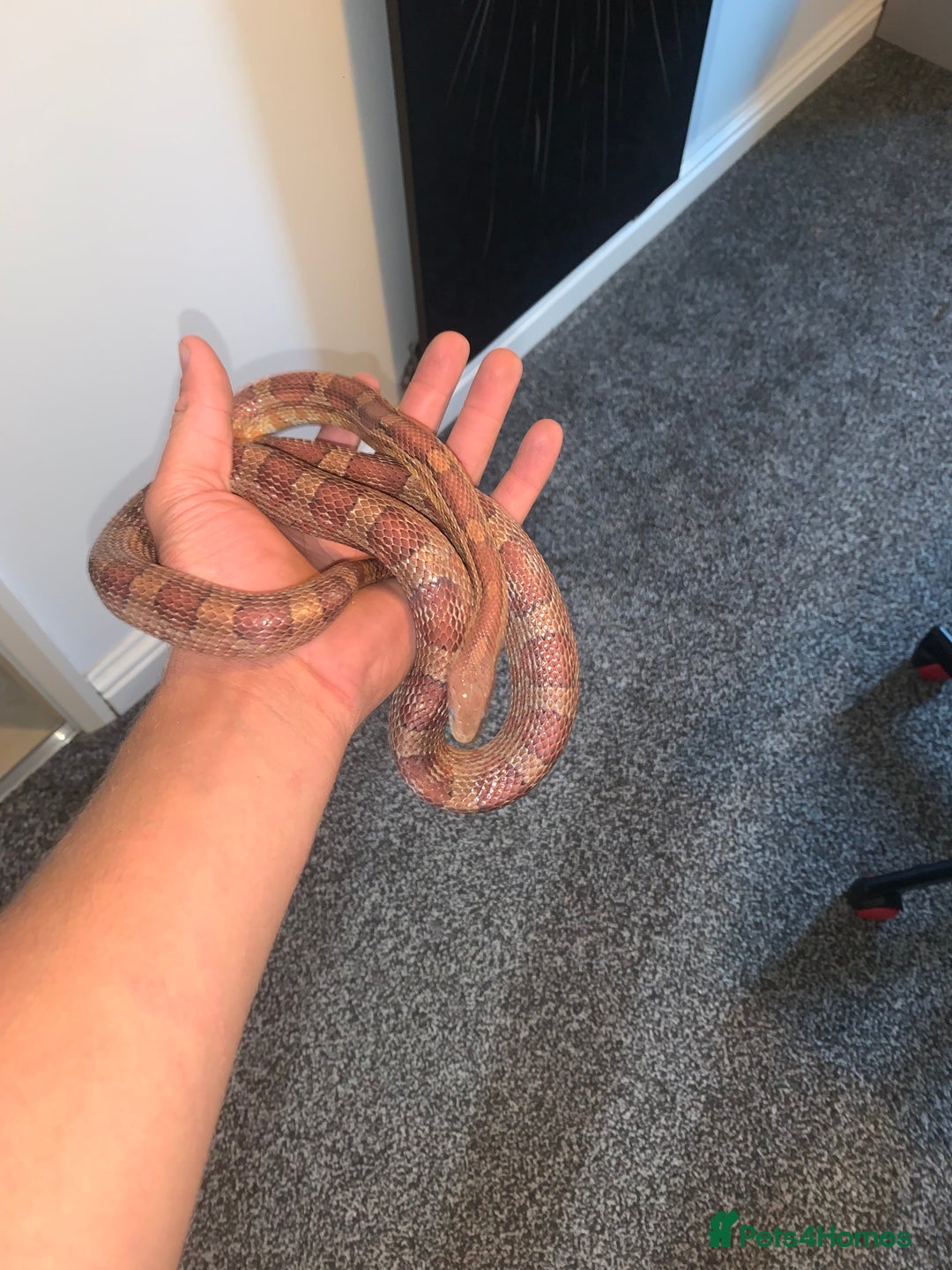 Corn Snake reptiles for sale: Cornsnake  - Image 3