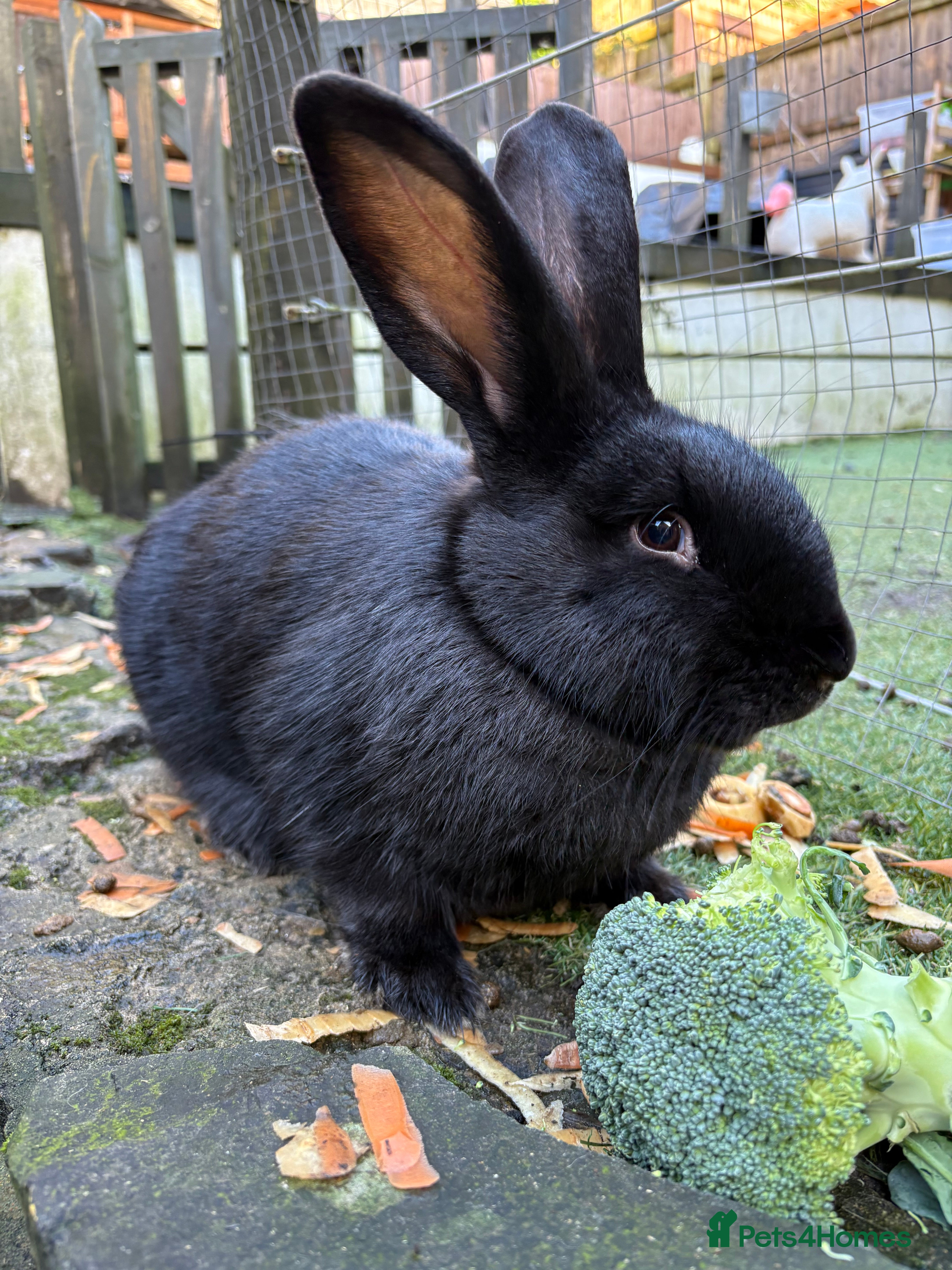 Mixed Breed rabbits Continental giant x  - Advert 16