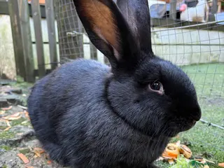 Mixed Breed rabbits Continental giant x - Advert 16