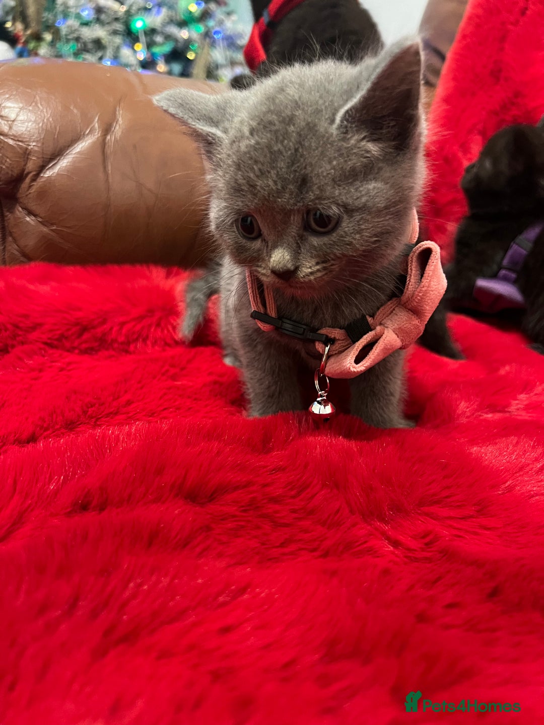 Mixed Breed cats for sale: kittens looking for a new home - Advert 7