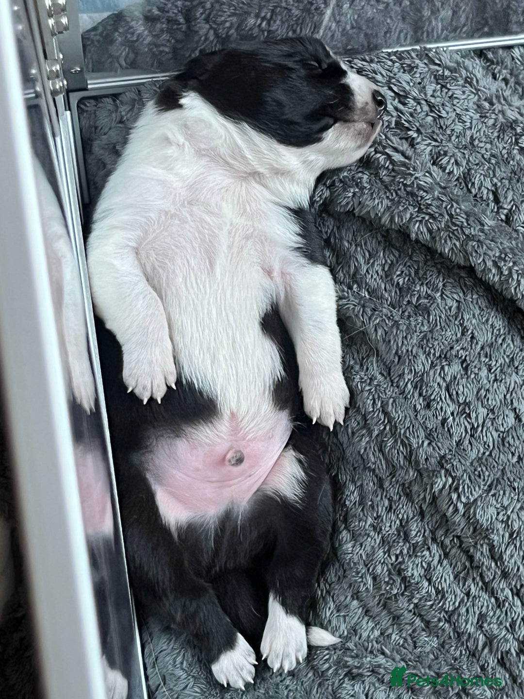 Border Collie dogs for sale: Border collie puppies  - Image 9