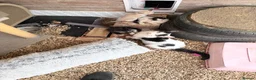 Mixed Breed cats for sale: Rescue Cat and her 3 adorable kittens need homes. - Advert 4
