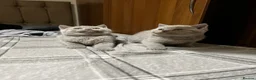 British Shorthair cats for sale: British shorthair kittens lilac and blue - Advert 11