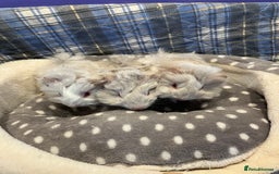 Guinea Pig rodents for sale: Lots of lovely baby guinea pigs - Image 7