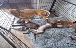 Mixed Breed dogs for sale: Presa/American Johnson bulldog - Image 4