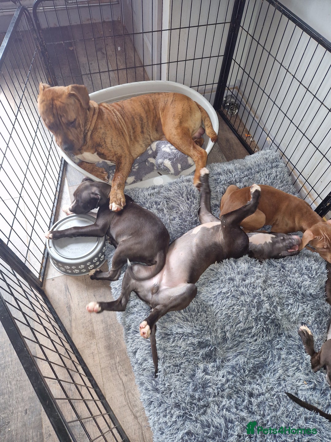 Mixed Breed dogs for sale: Presa/American Johnson bulldog - Image 4