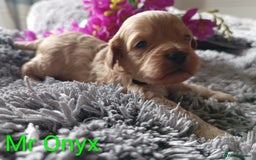 Cavapoo dogs for sale: Beautiful F1 cavapoo puppies  - Image 5