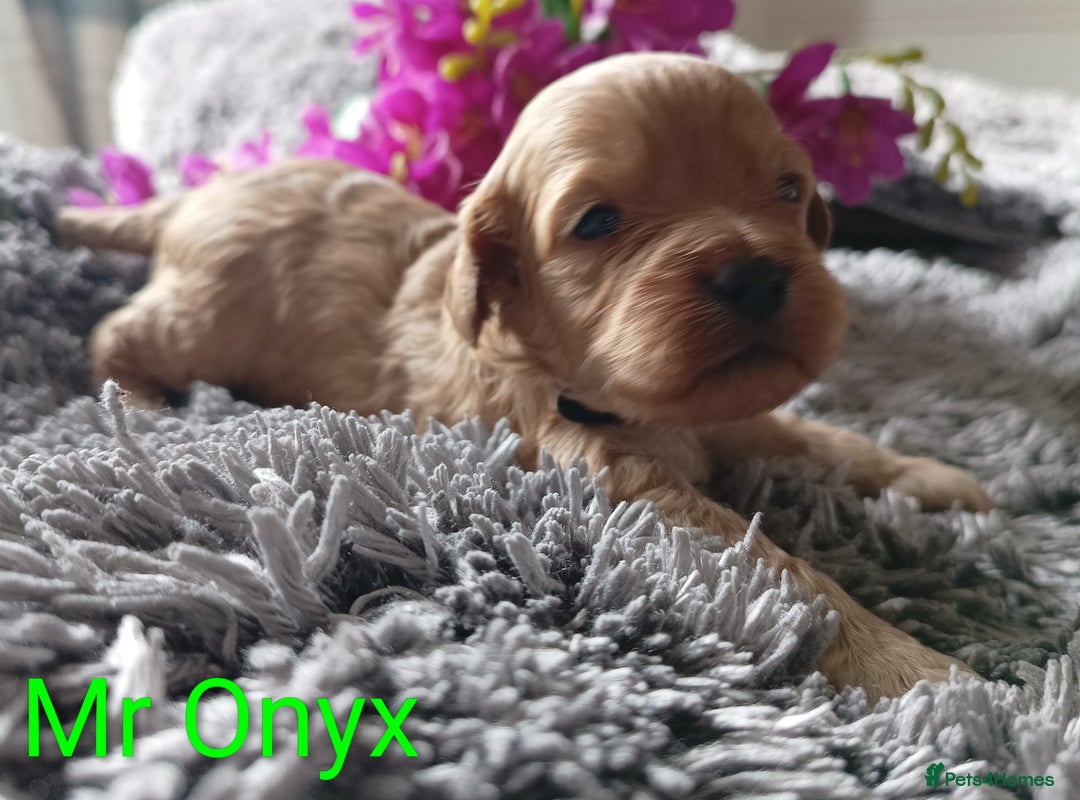 Cavapoo dogs for sale: Beautiful F1 cavapoo puppies  - Image 5