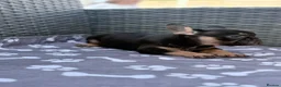 French Bulldog dogs for sale: 4 beautiful French bulldogs - Advert 6
