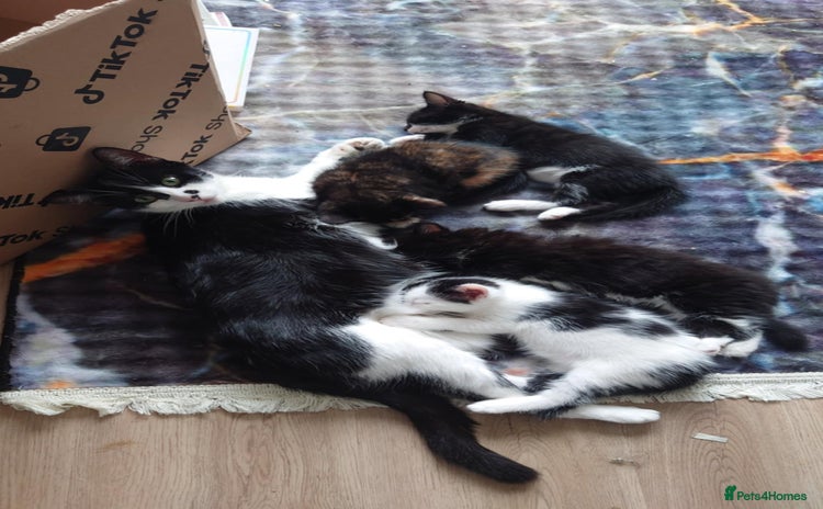 Mixed Breed cats - Advert 6