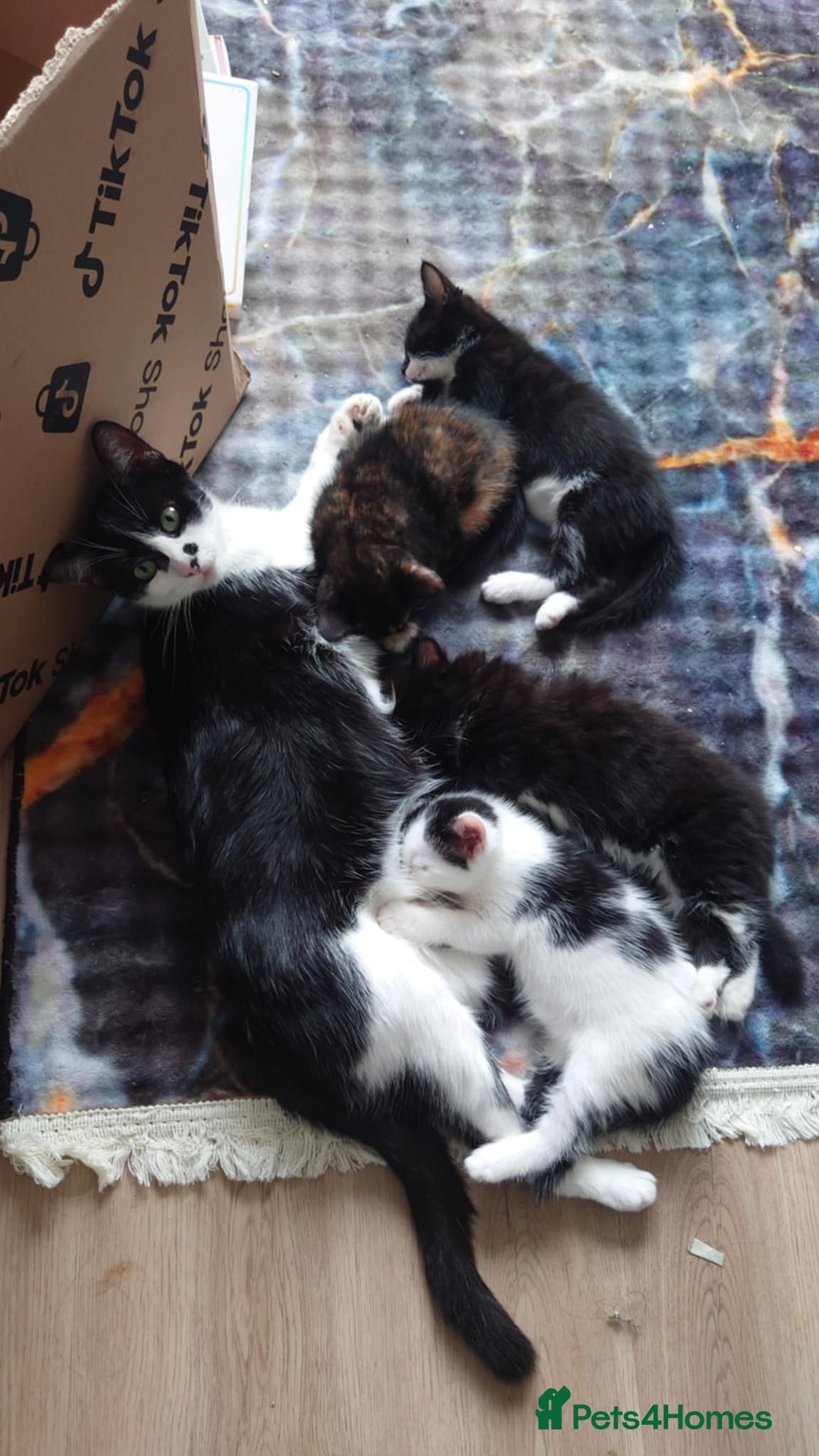 Mixed Breed cats for sale: 4 kittens ready to go  - Image 1