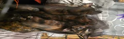 Mixed Breed cats for sale: Beautiful kittens  - Advert 25