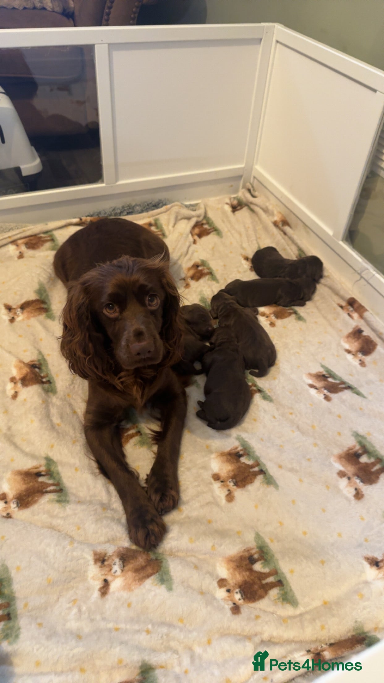 Sprocker dogs Sprocker pups for sale  - Advert 2