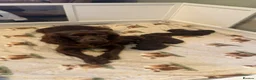Sprocker dogs for sale: Sprocker pups for sale  - Advert 2