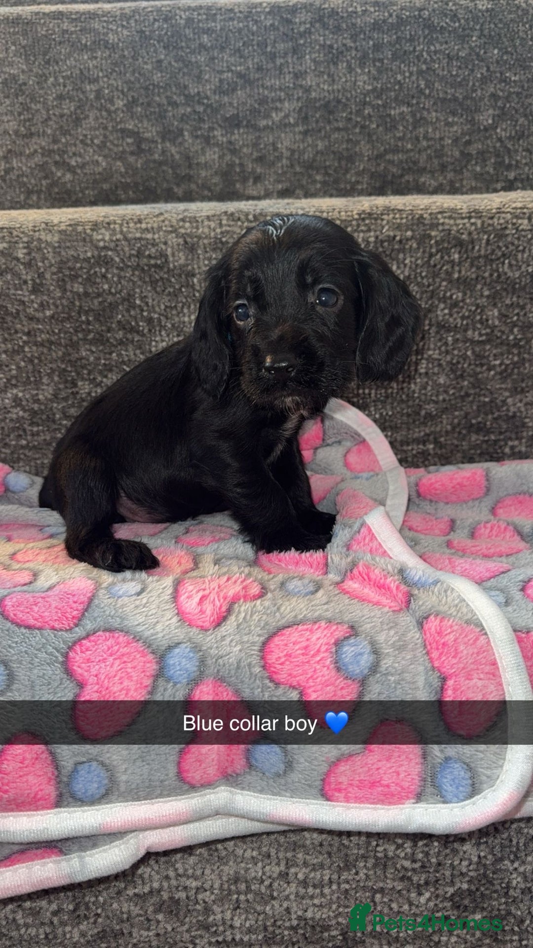Cocker Spaniel dogs for sale: Cocker spaniel puppies  - Image 14